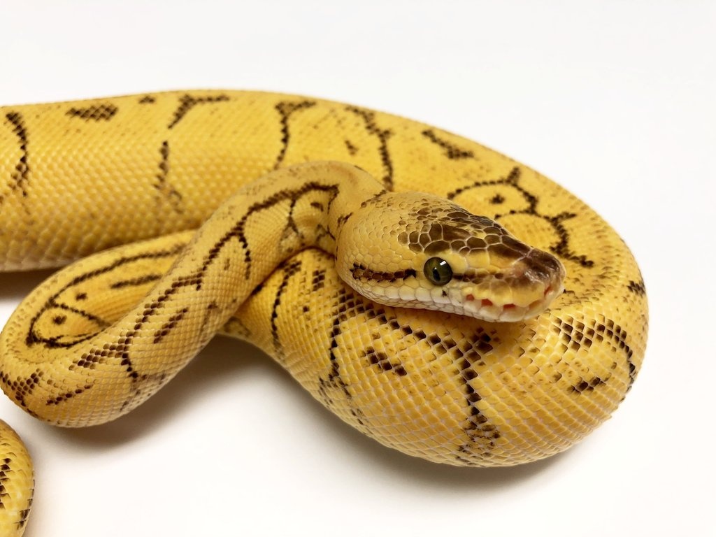 Firefly Pinstripe Enchi Yellowbelly Ball Python by BHB Reptiles