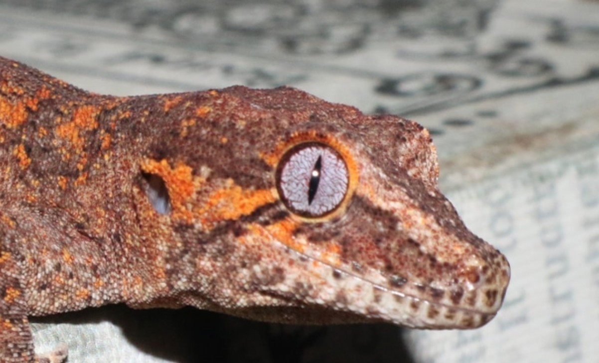 "Peroxin" Orange Blotch Banded Reticulated W/ Red Base Gargoyle Gecko by Gargoyle Queen Reptiles