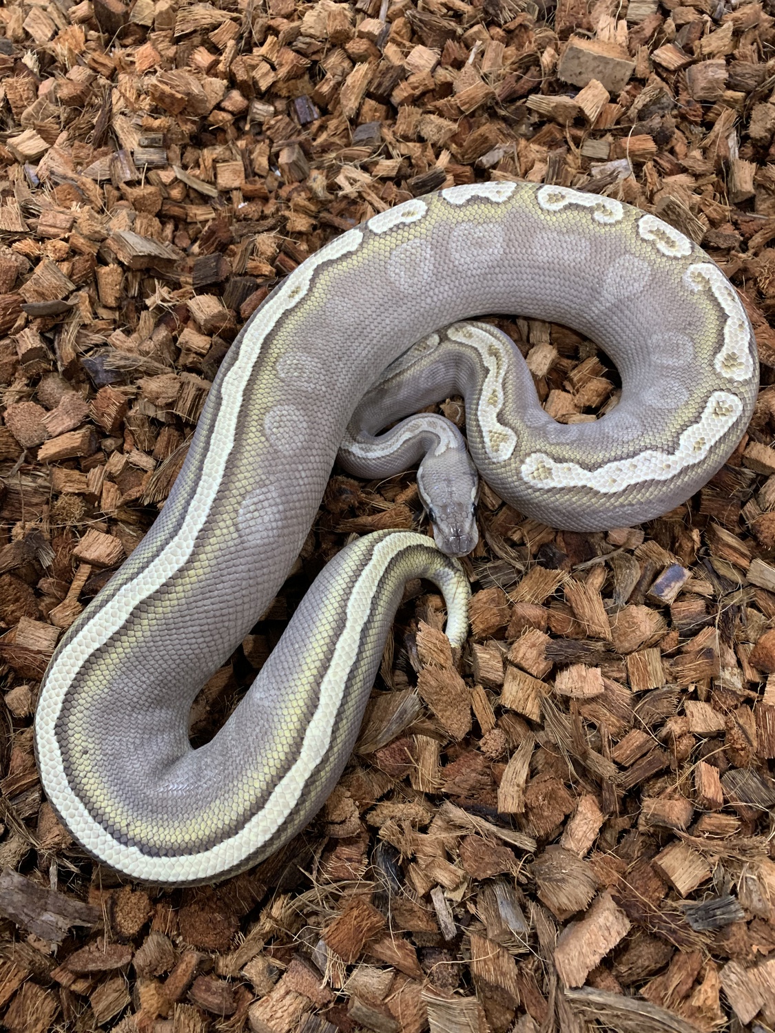 Ghi Butter Harlequin Ball Python by Freedom Breeder