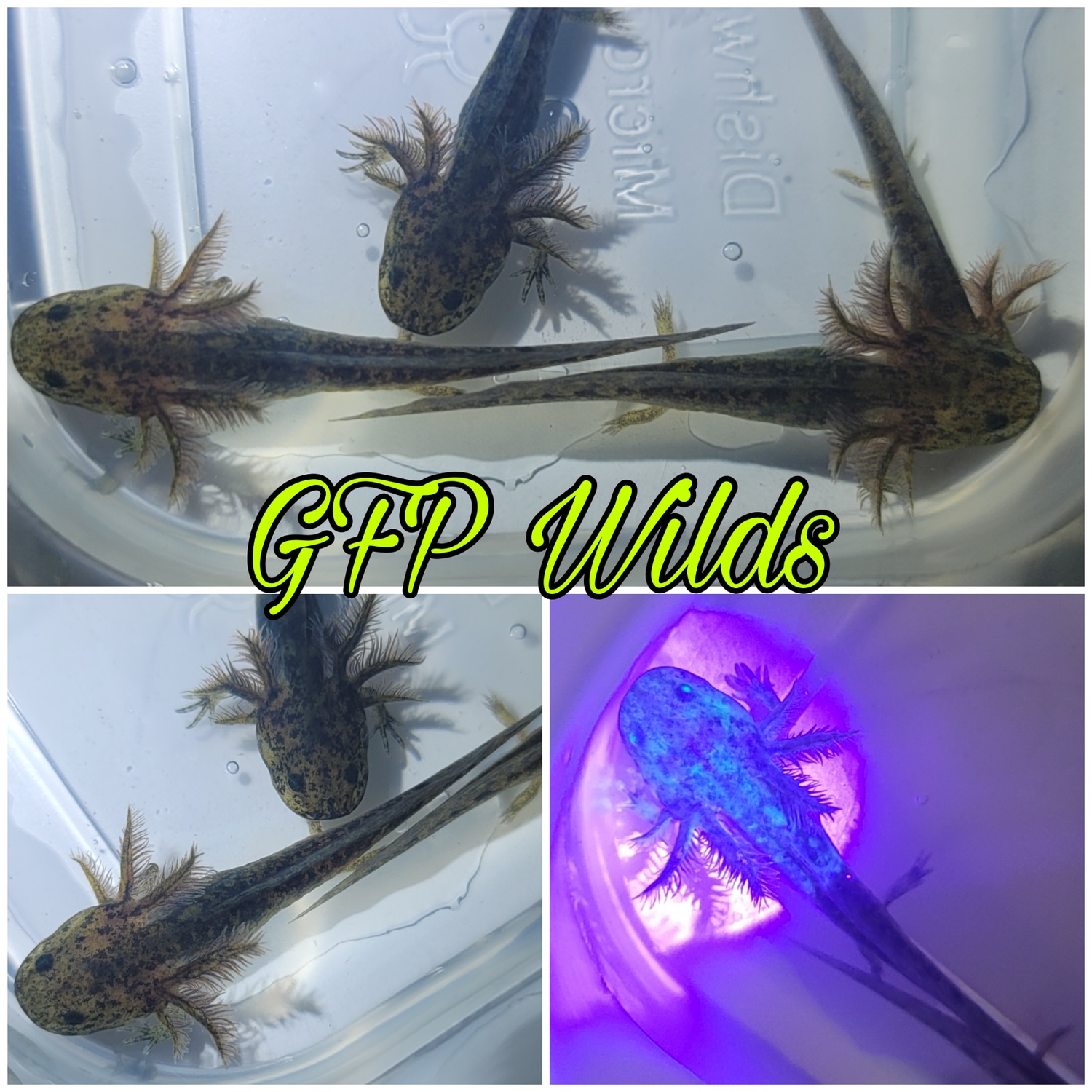 GFP Wilds Axolotl by A Lotl Love
