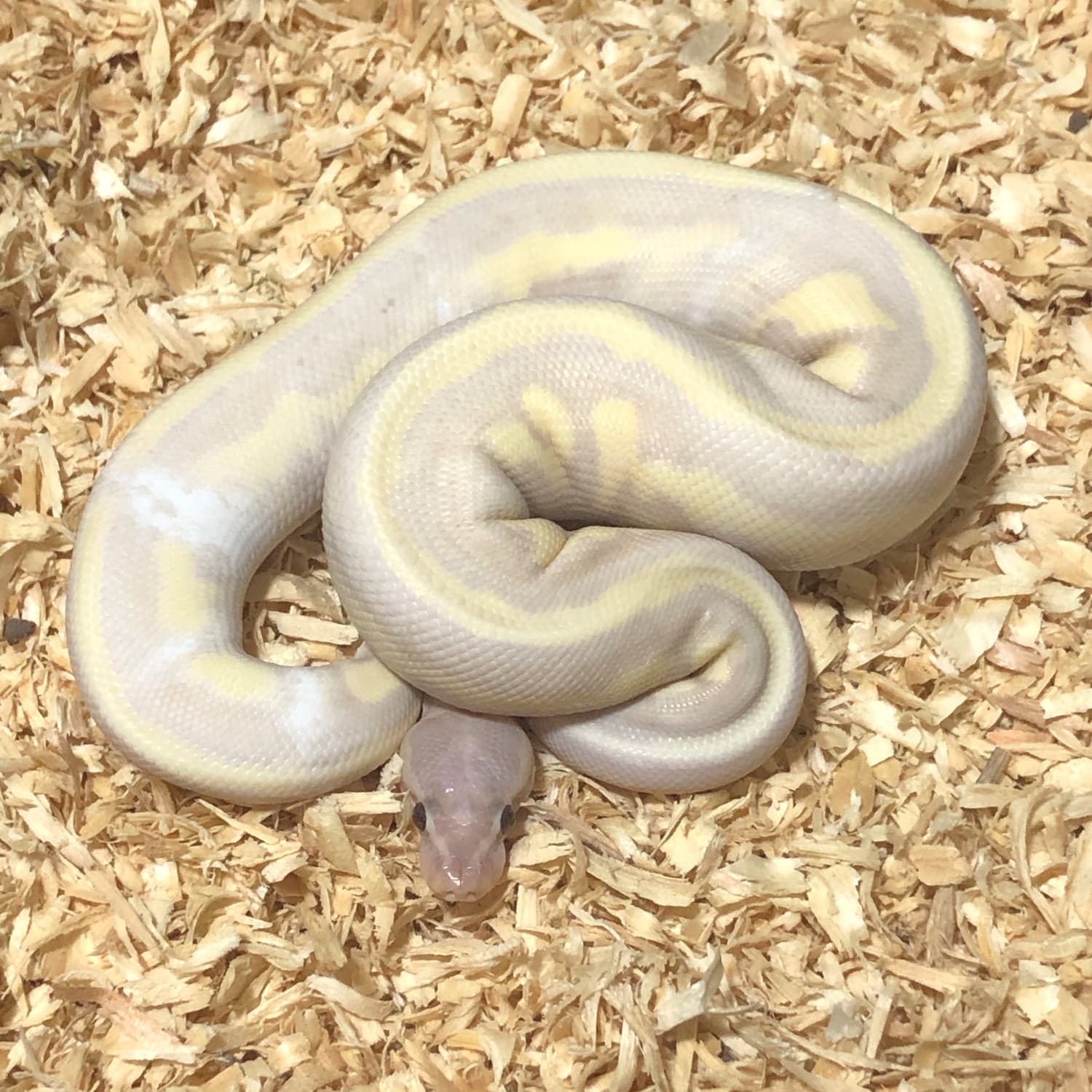 Super Banana Desert Ghost Pied Ball Python by Fireball Reptiles