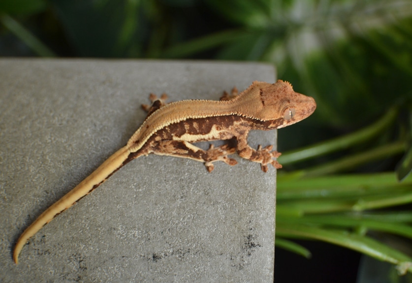 Solid Dorsal LW Crested Gecko by Show Me Gex