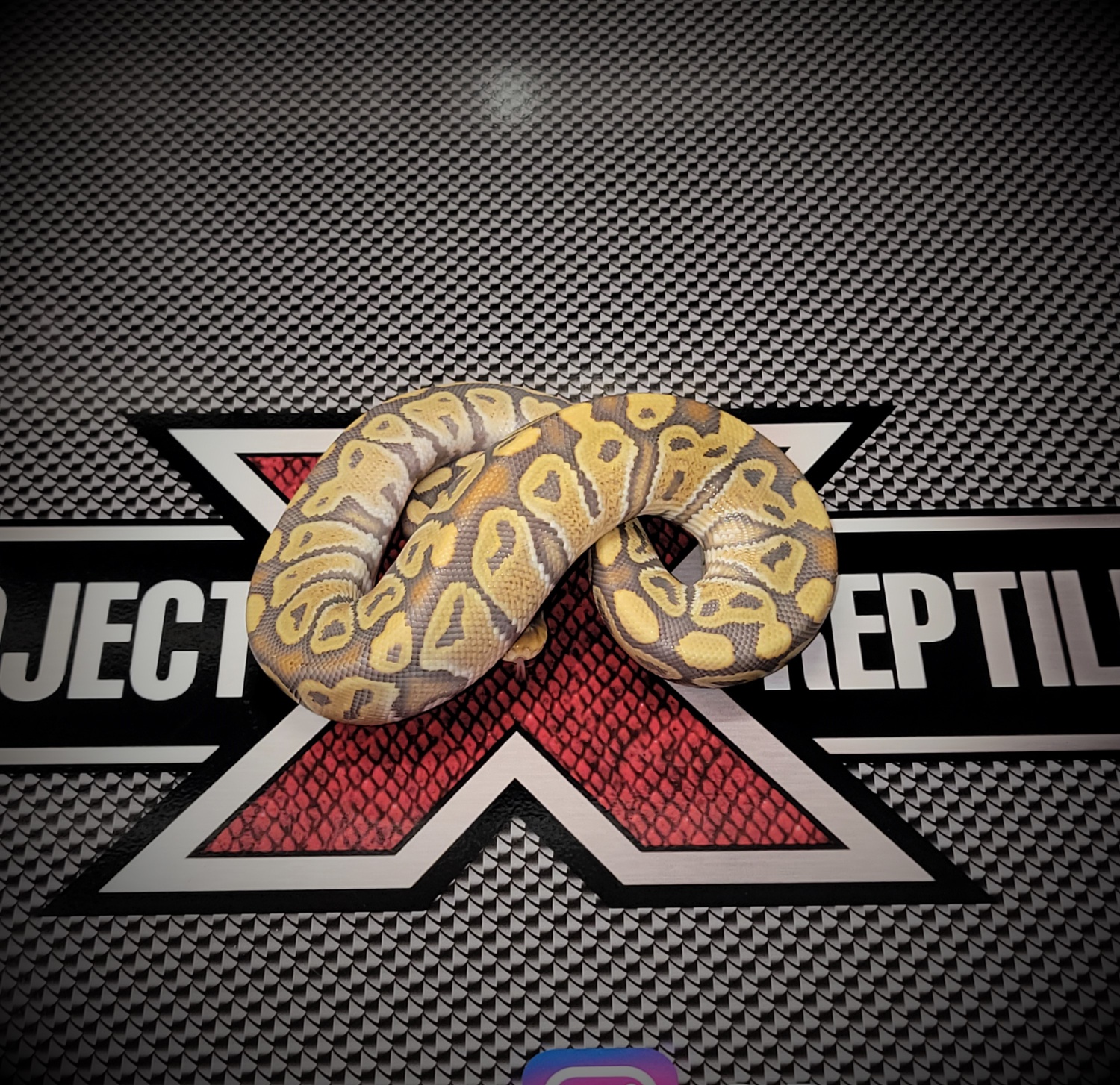 Caramel Hypo Ball Python by Project X Reptiles