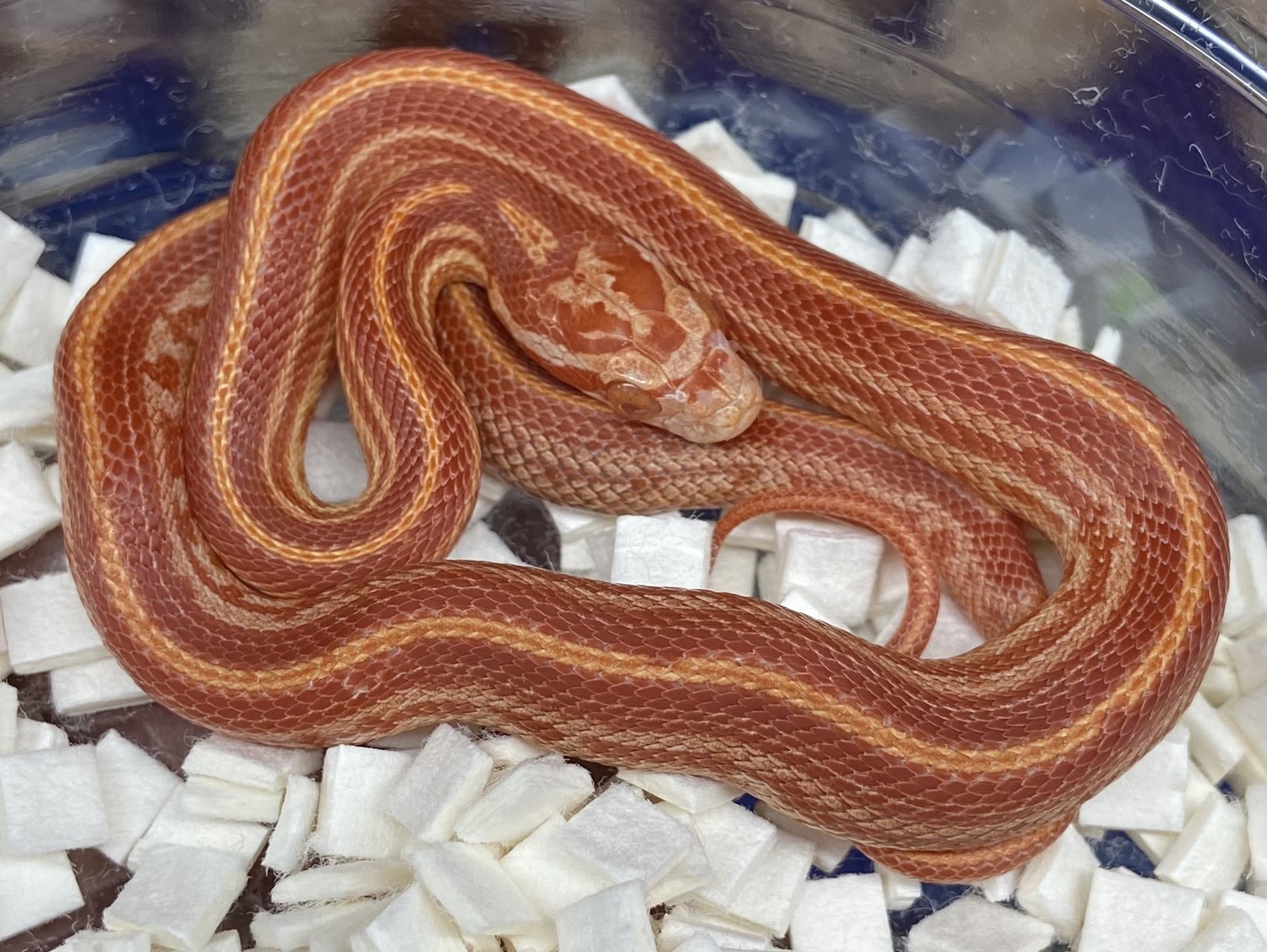 Red Factor Amel Motley Tessera Corn Snake by Hardee's Exotic Reptile Emporium