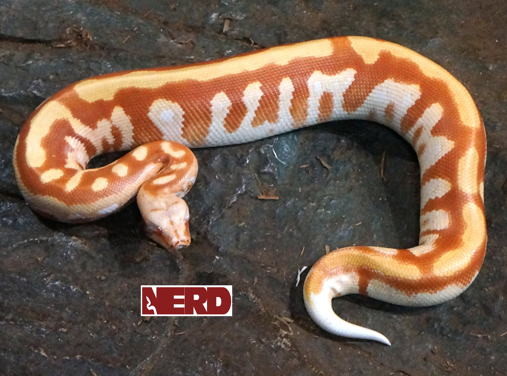 T- Albino Blood Python by New England Reptile Distributors