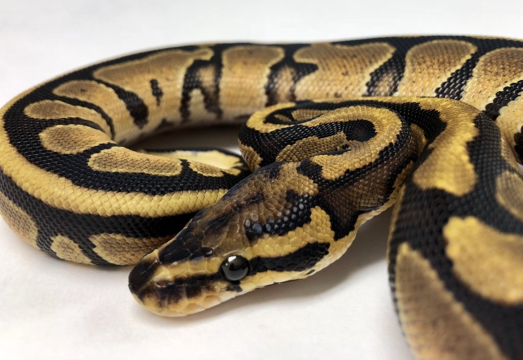 Vanilla Ball Python by BHB Reptiles