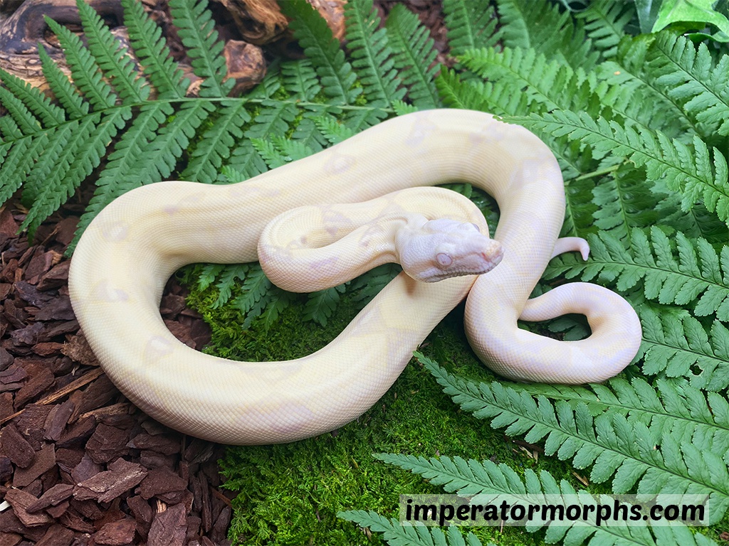 Moonglow Boa Constrictor by Imperatormorphs GbR