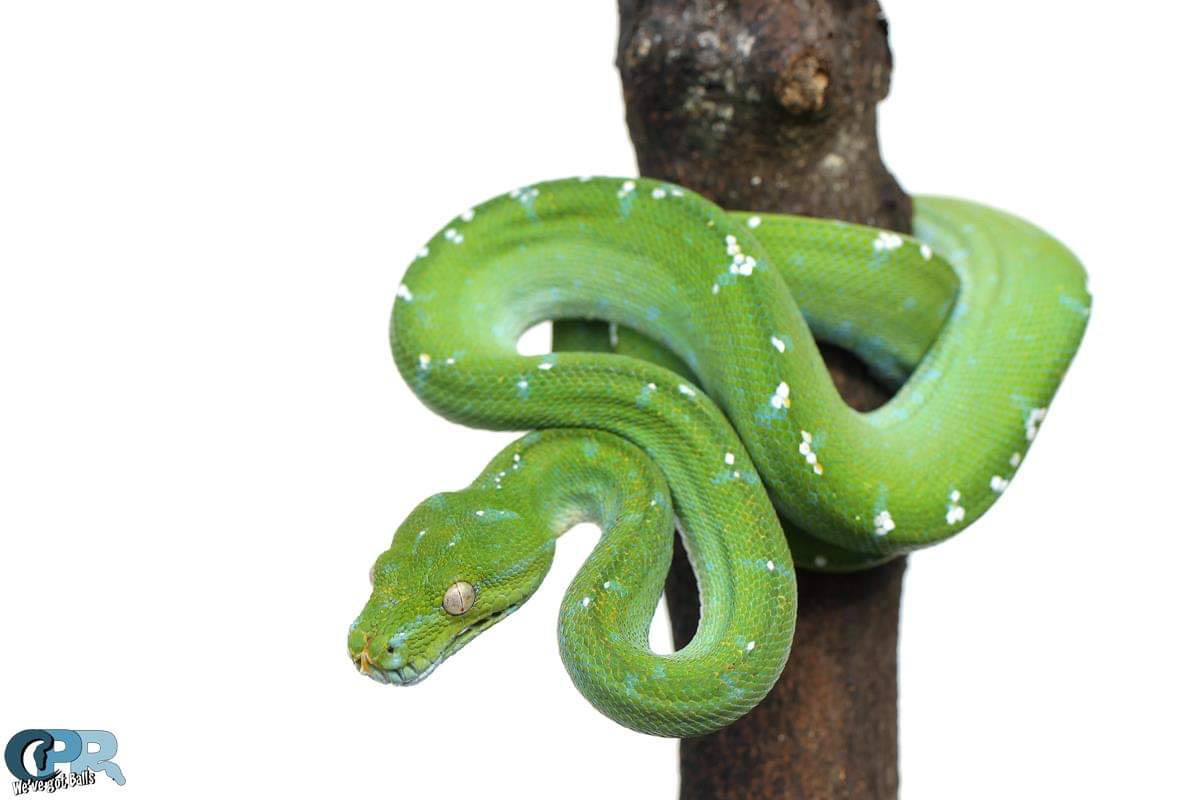 Aru Green Tree Python by Crystal Palace Reptiles