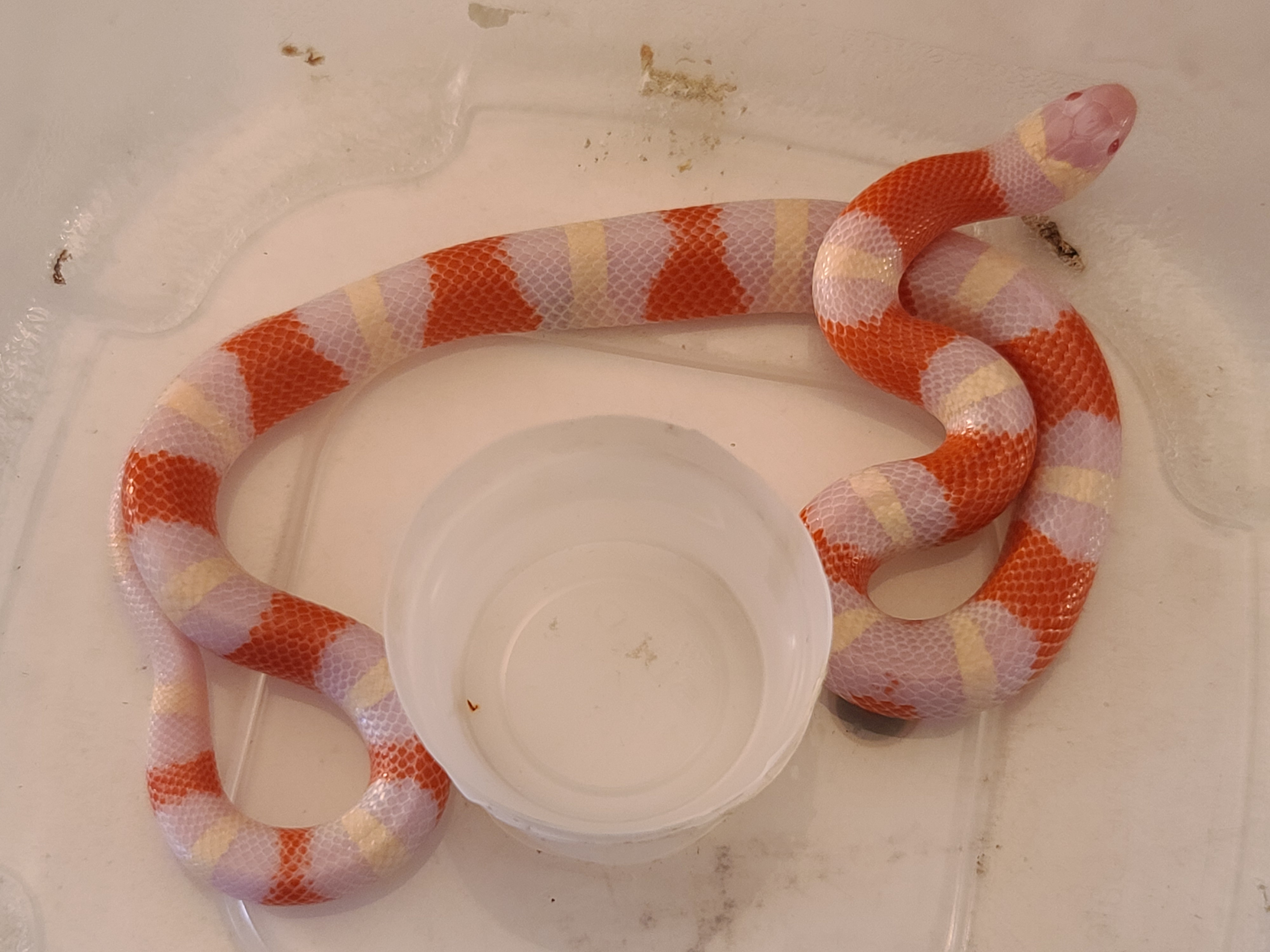 Albino Nelson's Milk Snake by Extraordinary Ectotherms