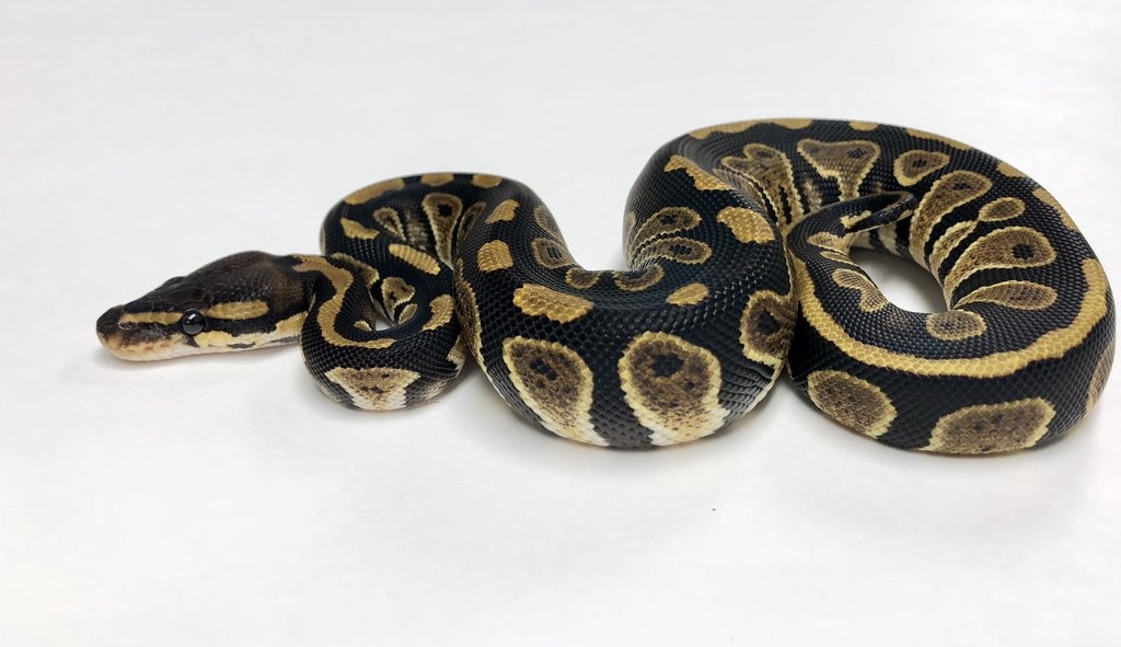Chocolate Ball Python by BHB Reptiles