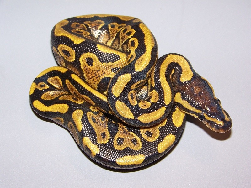 Spark Ball Python by Taylor Made Morphs