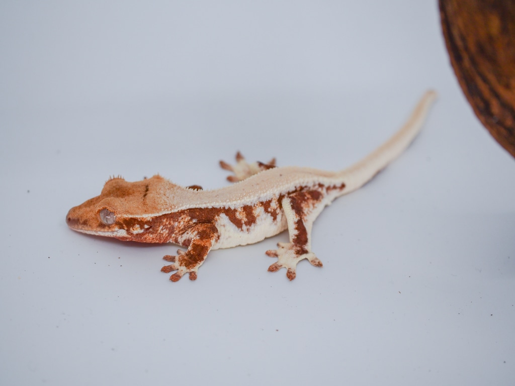 Solid Back Lilly White Possible Female From Pink And Lavender Parents Crested Gecko by Crested Cuties