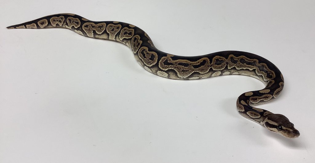 Mahogany Ball Python by BHB Reptiles