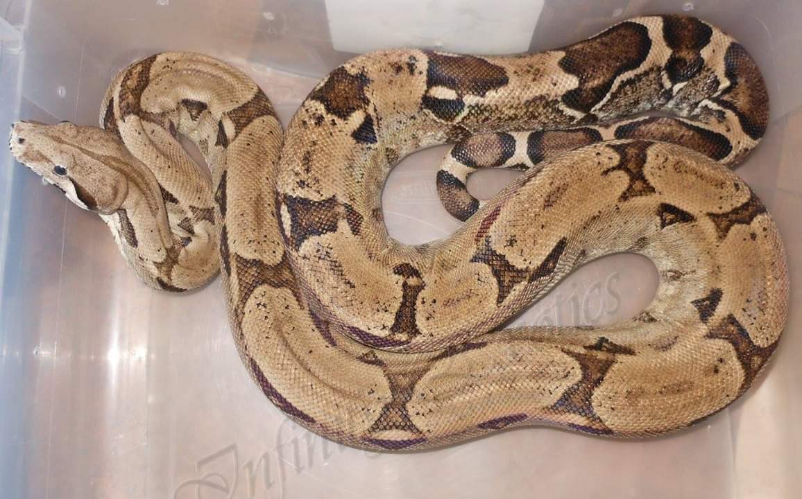 Anery Boa Constrictor by Infinity Exotics