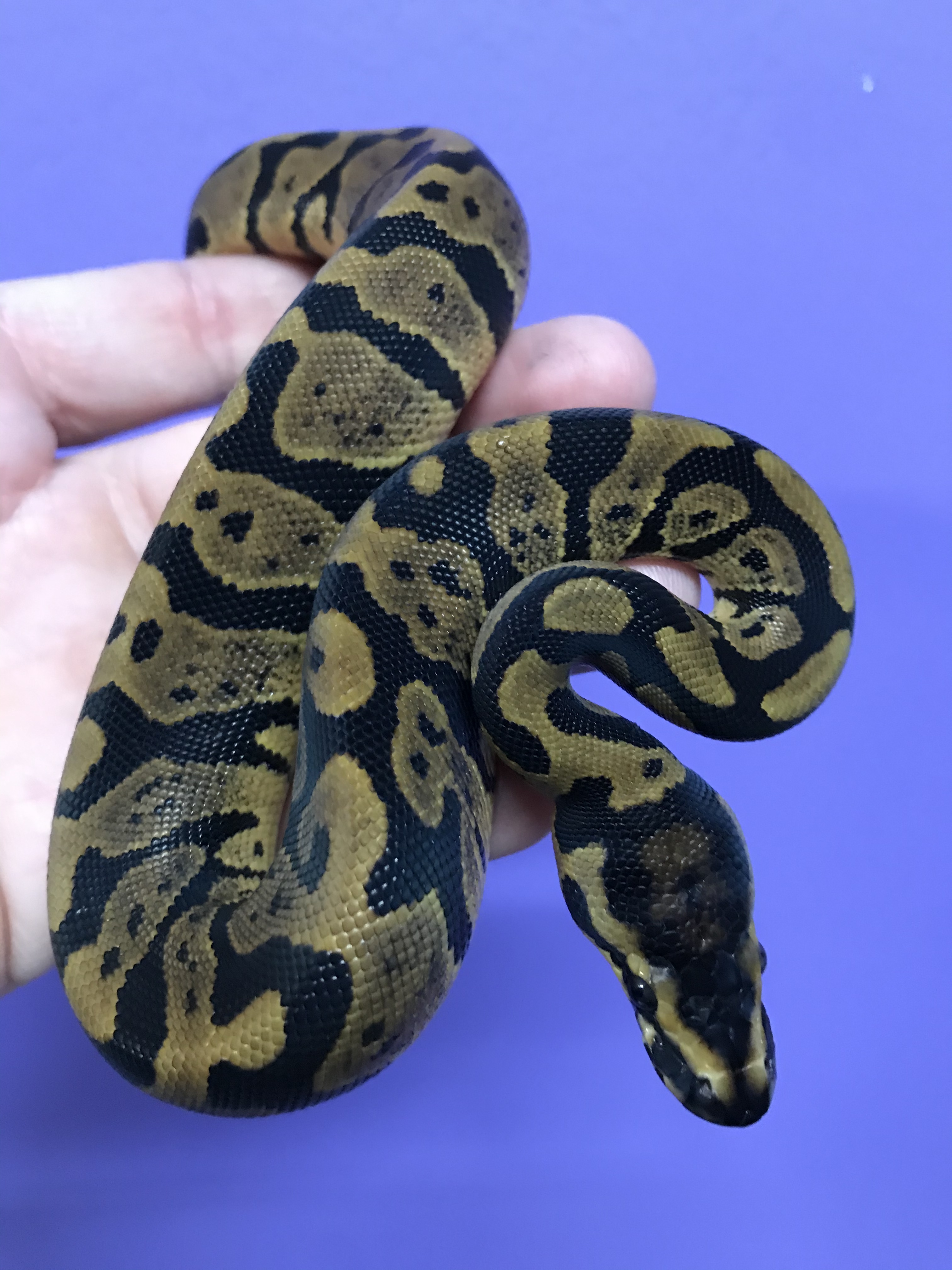 Confusion Female Ball Python by Ball Python Shed