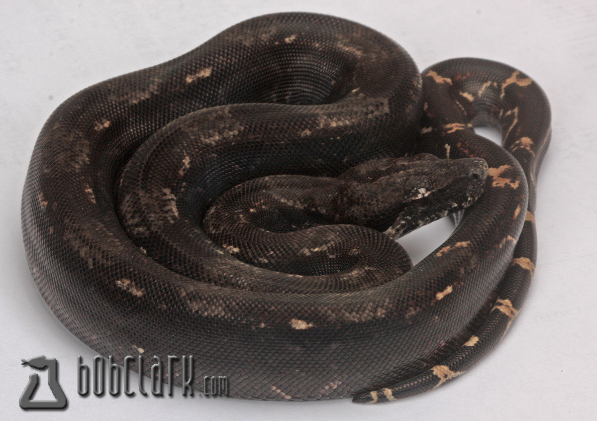IMG Boa Constrictor by Bob Clark Reptiles