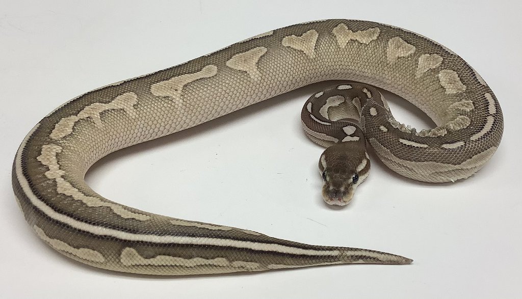 Pewter Lesser Ball Python by BHB Reptiles
