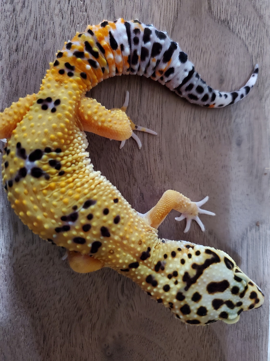 Pacific Green Tango Crush Leopard Gecko by Old World Creature's