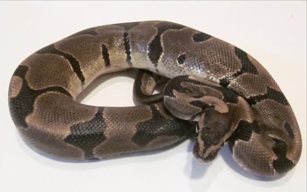 Krg Ball Python KRG - Ball Python Traits - Morphpedia