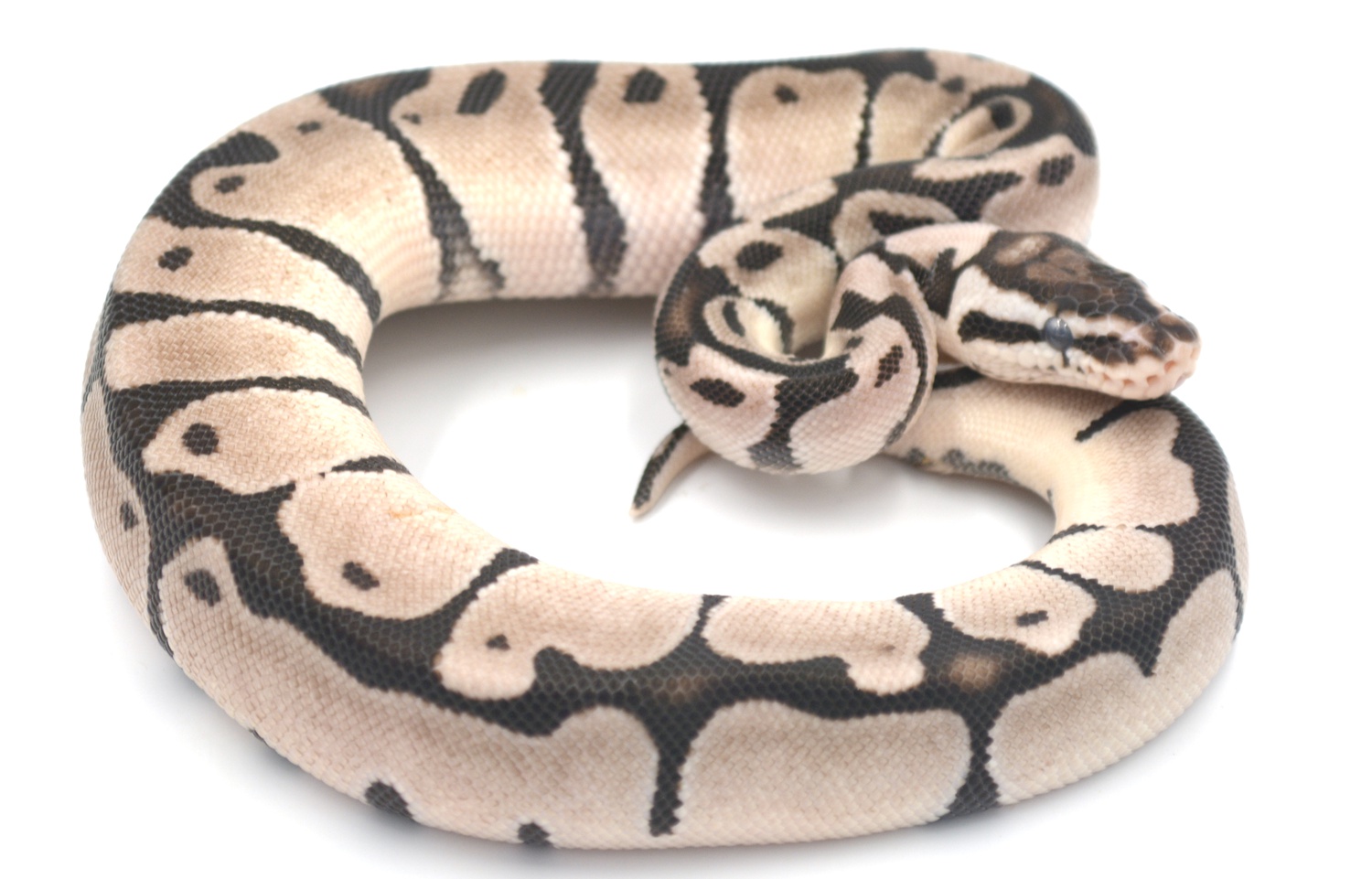 Pastel Vpi Axanthic Ball Python by Wreck room snakes