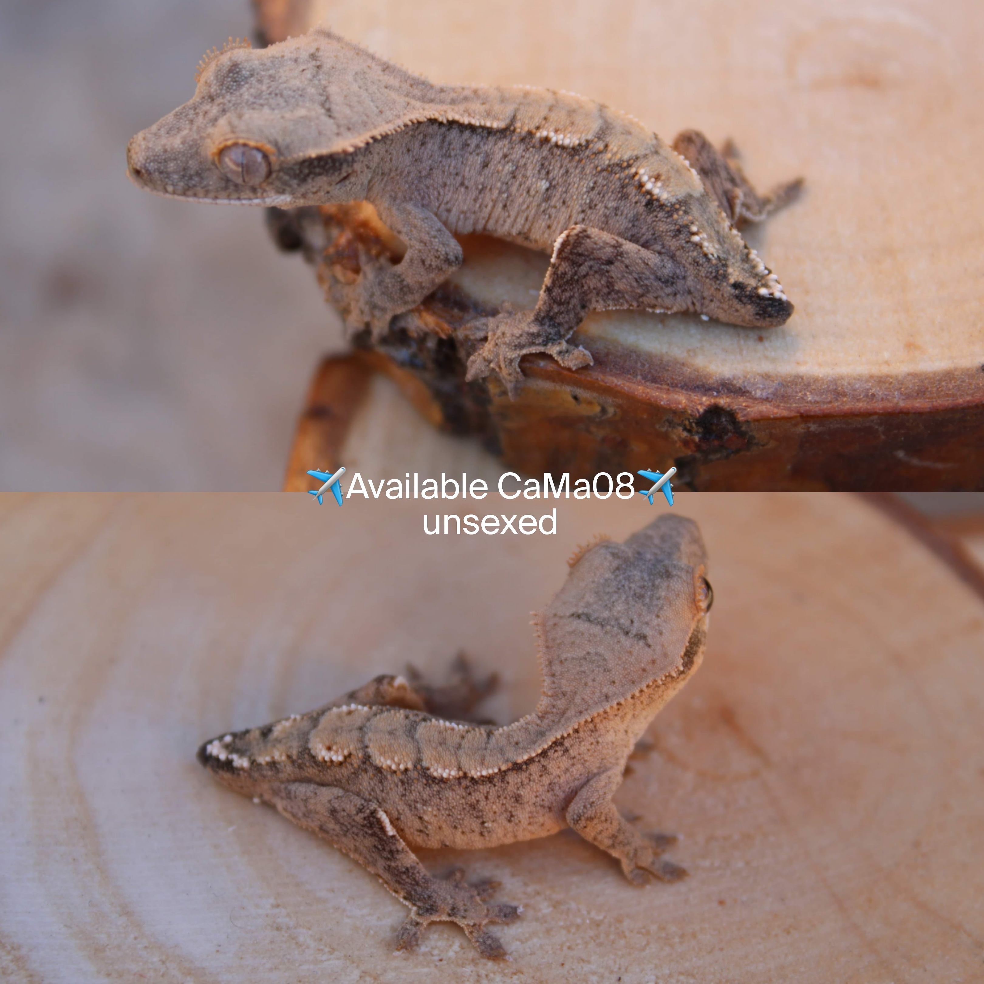 Brindle Crested Gecko by Ellies Cresties