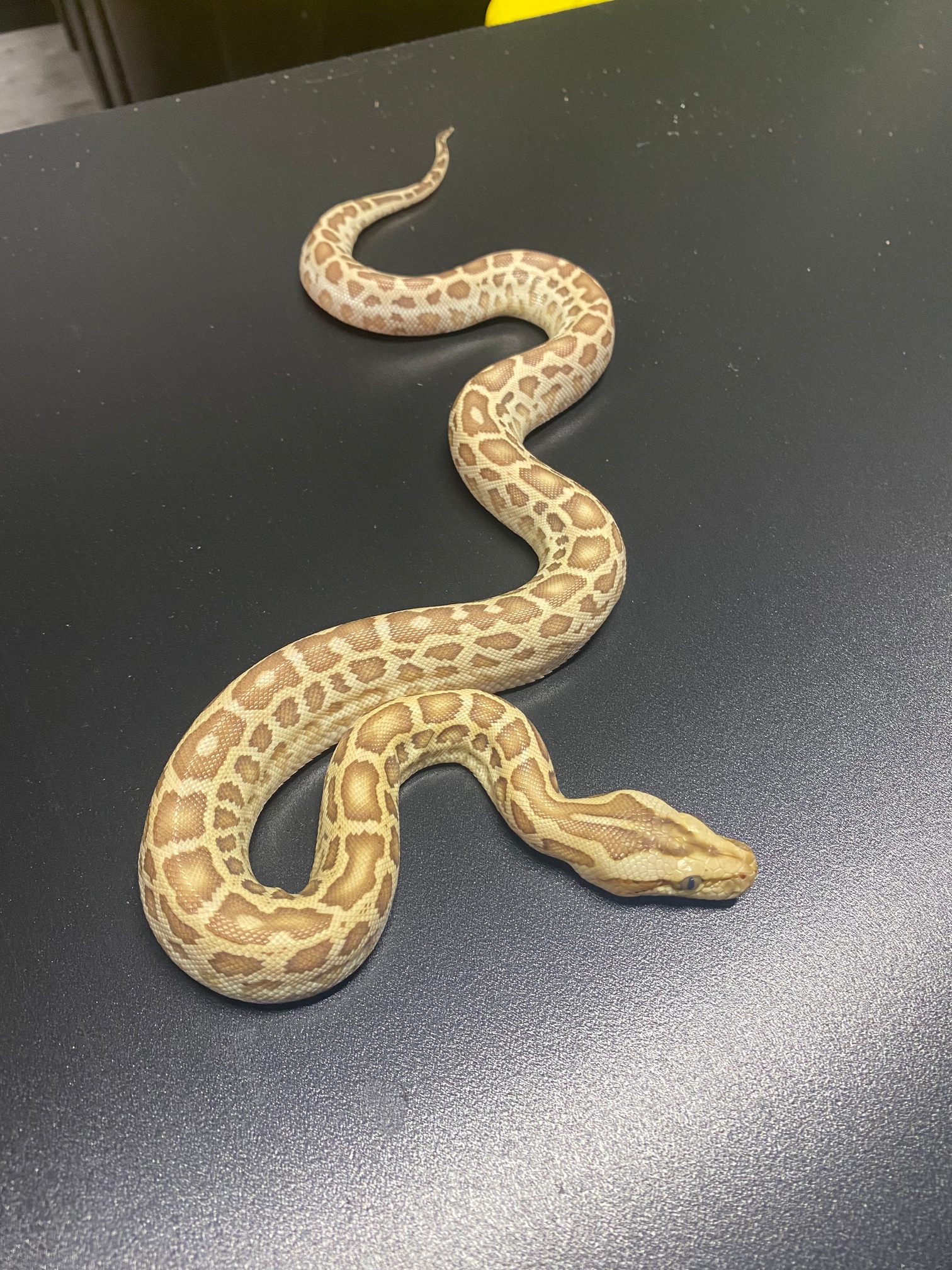 Hypo Burmese Python by Colossal Reptiles, LLC
