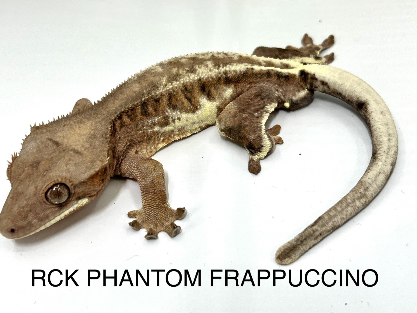 RCK Phantom Frappuccino by LIL MONSTER REPTILES
