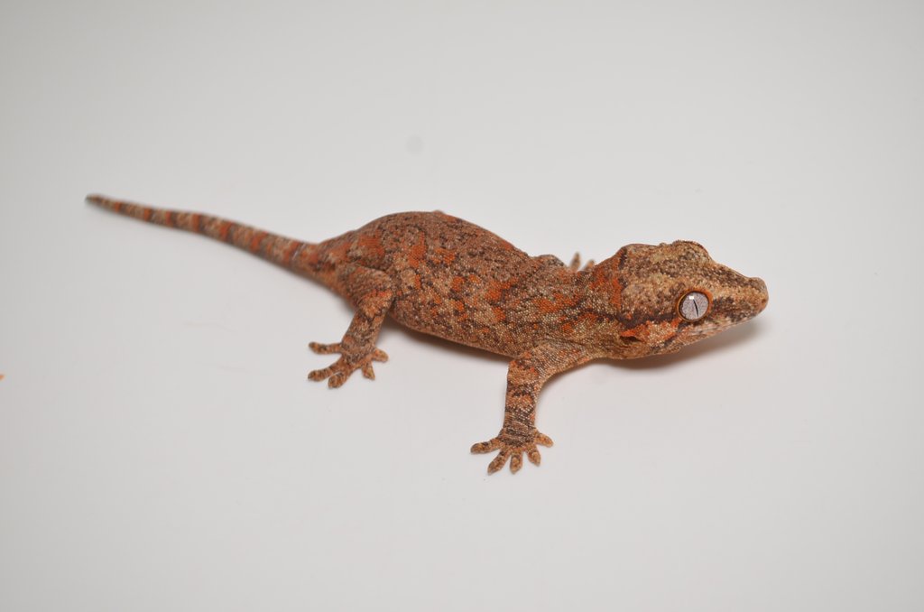 Red/Orange Blotched Reticulated Gargoyle Gecko by Tikisgeckos,llc