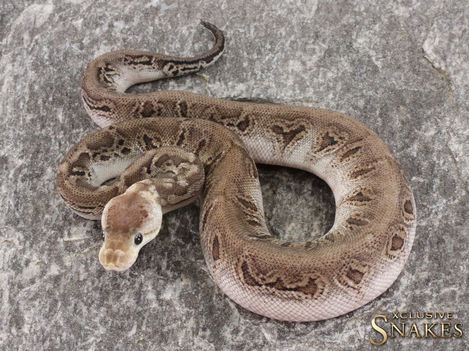 Pastel Black Pastel Wookie Crypton Ball Python by Xclusive Snakes