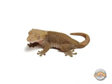 Buckskin by The Urban Reptile