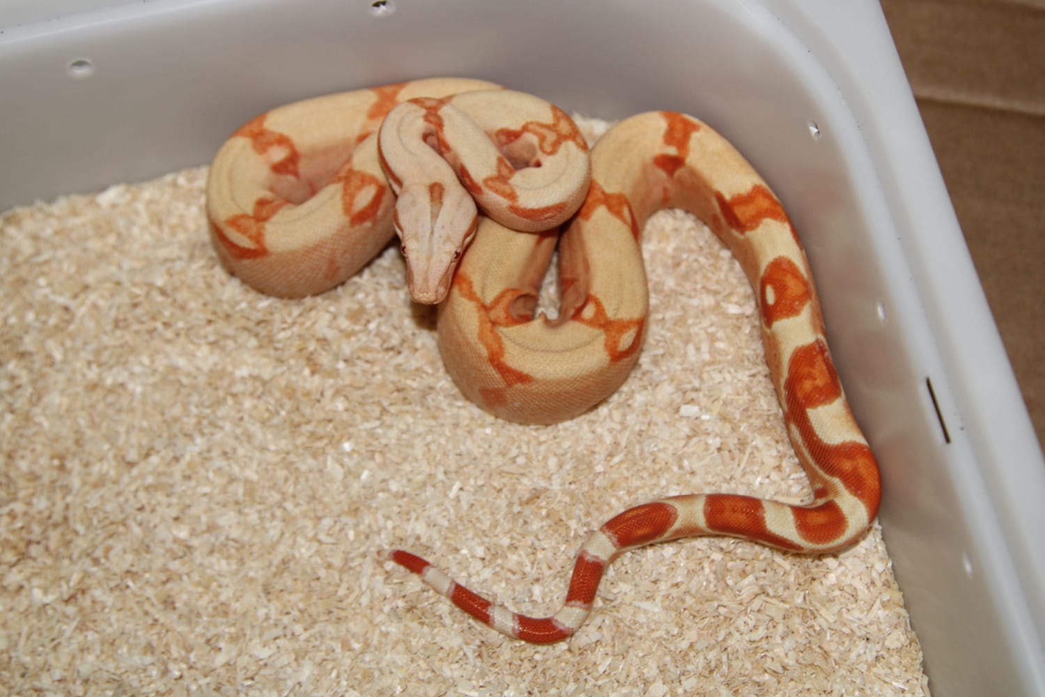 Coral Sunglow Boa Constrictor by AC-Reptiles