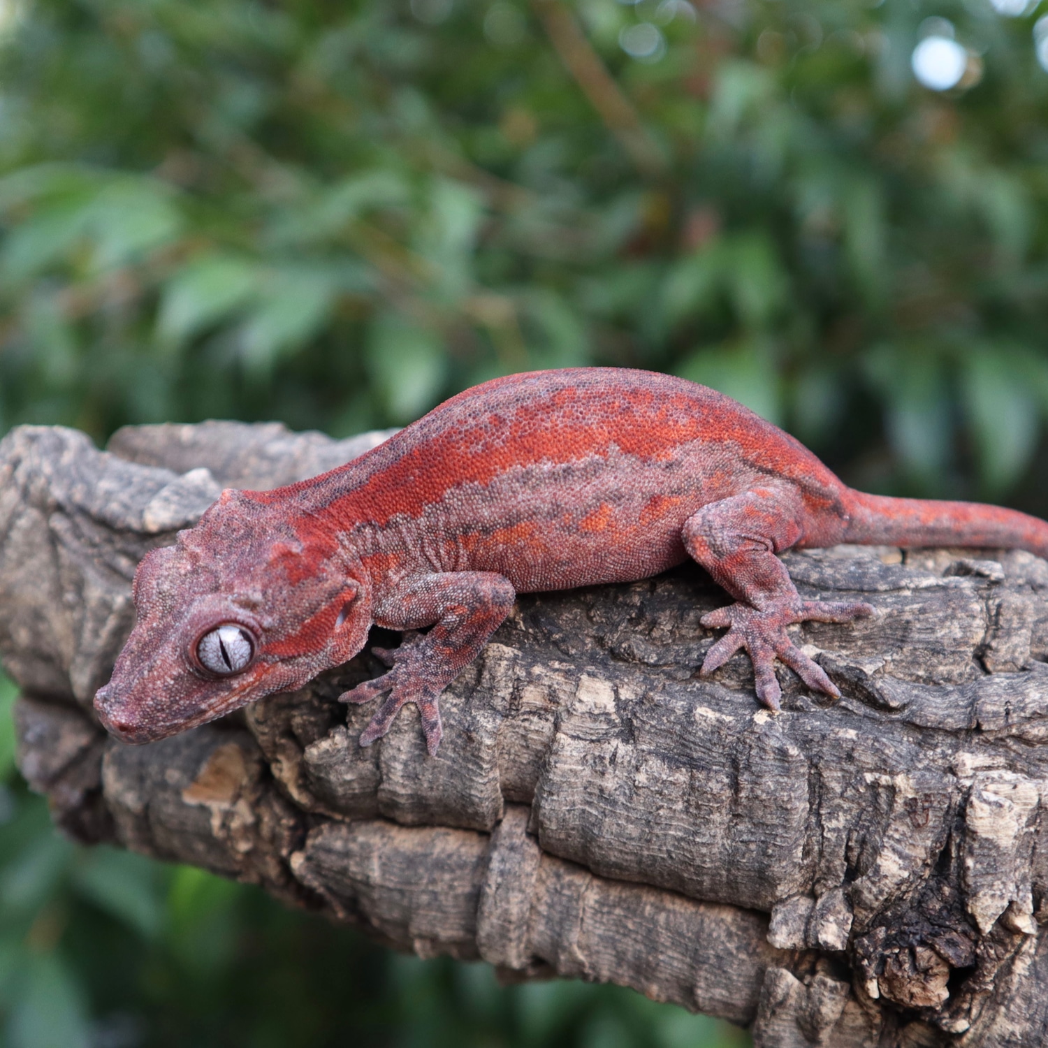 Deep Red Base Red Stripe Gargoyle Gecko by Koala's Geckos
