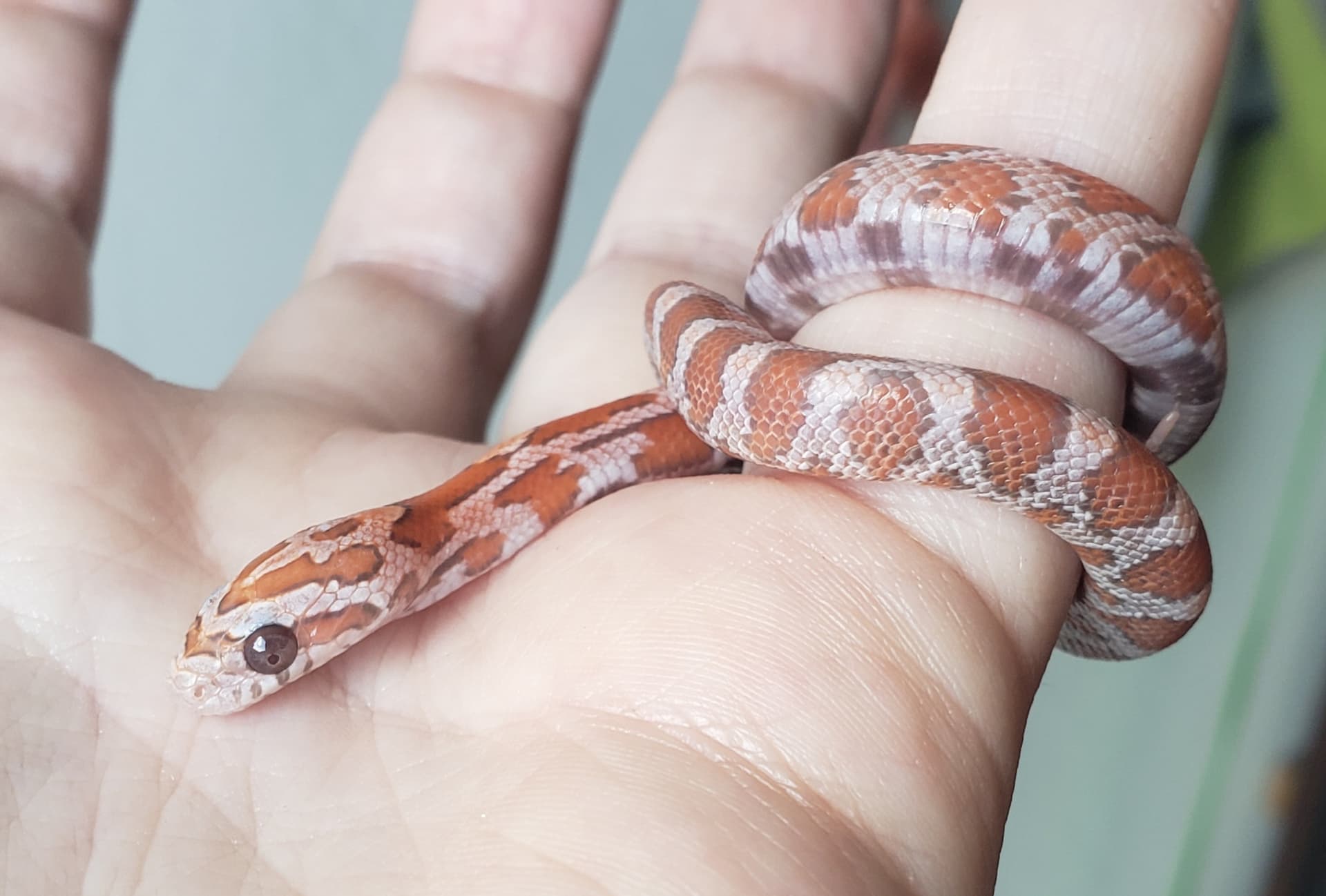 cute baby corn snake