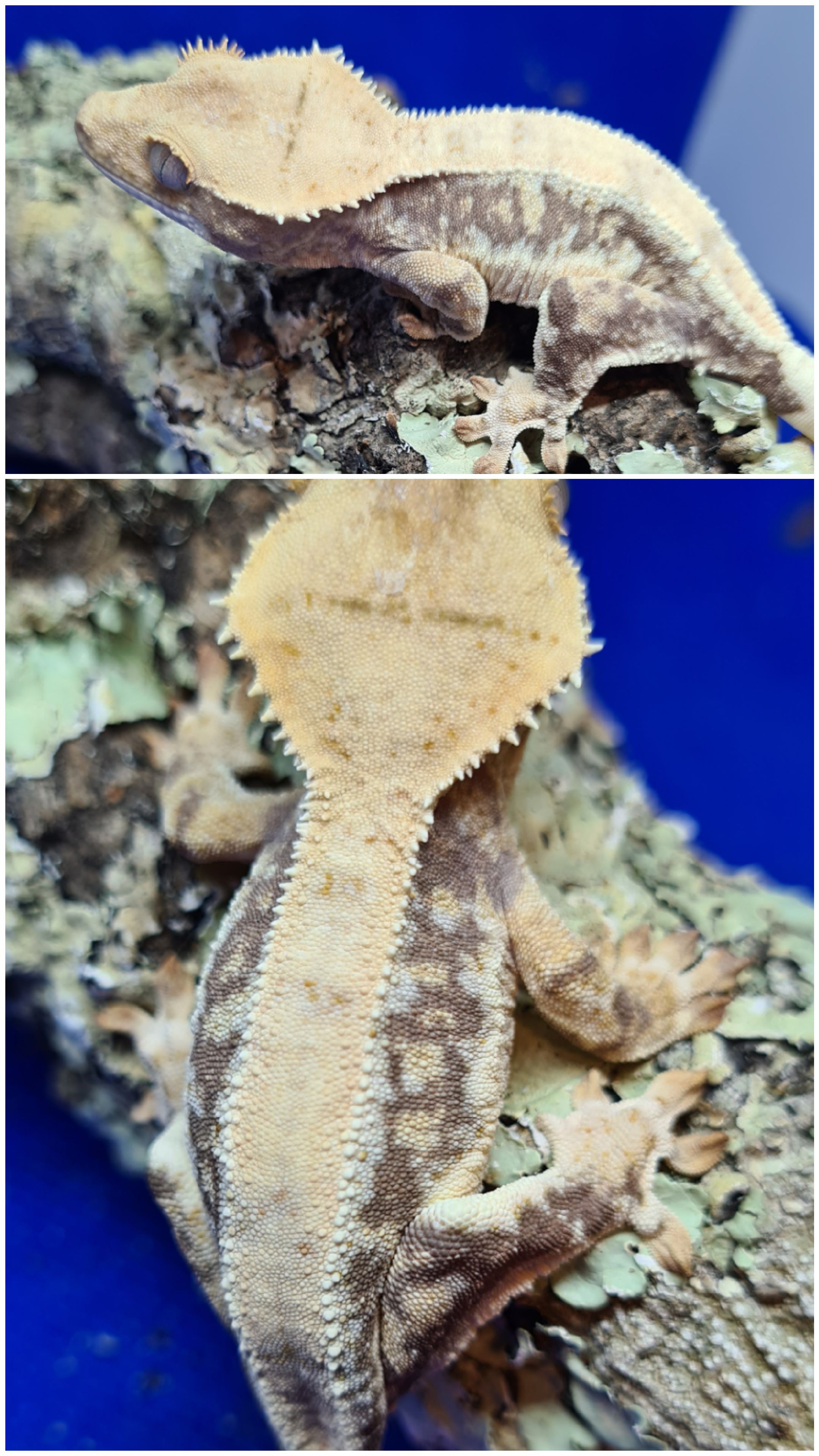 Lilly White Crested Gecko by Gekony orzęsione Aladyna