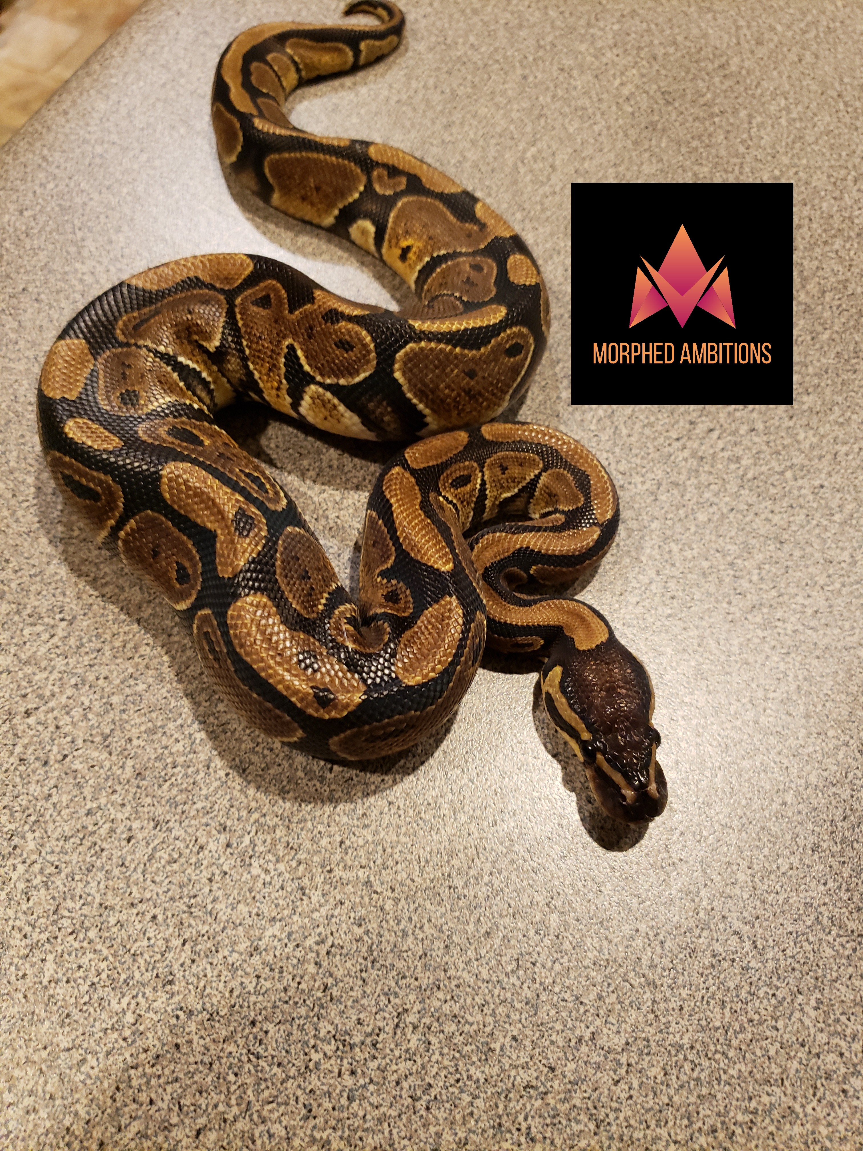 Nr Mandarin Ball Python by Morphed Ambitions