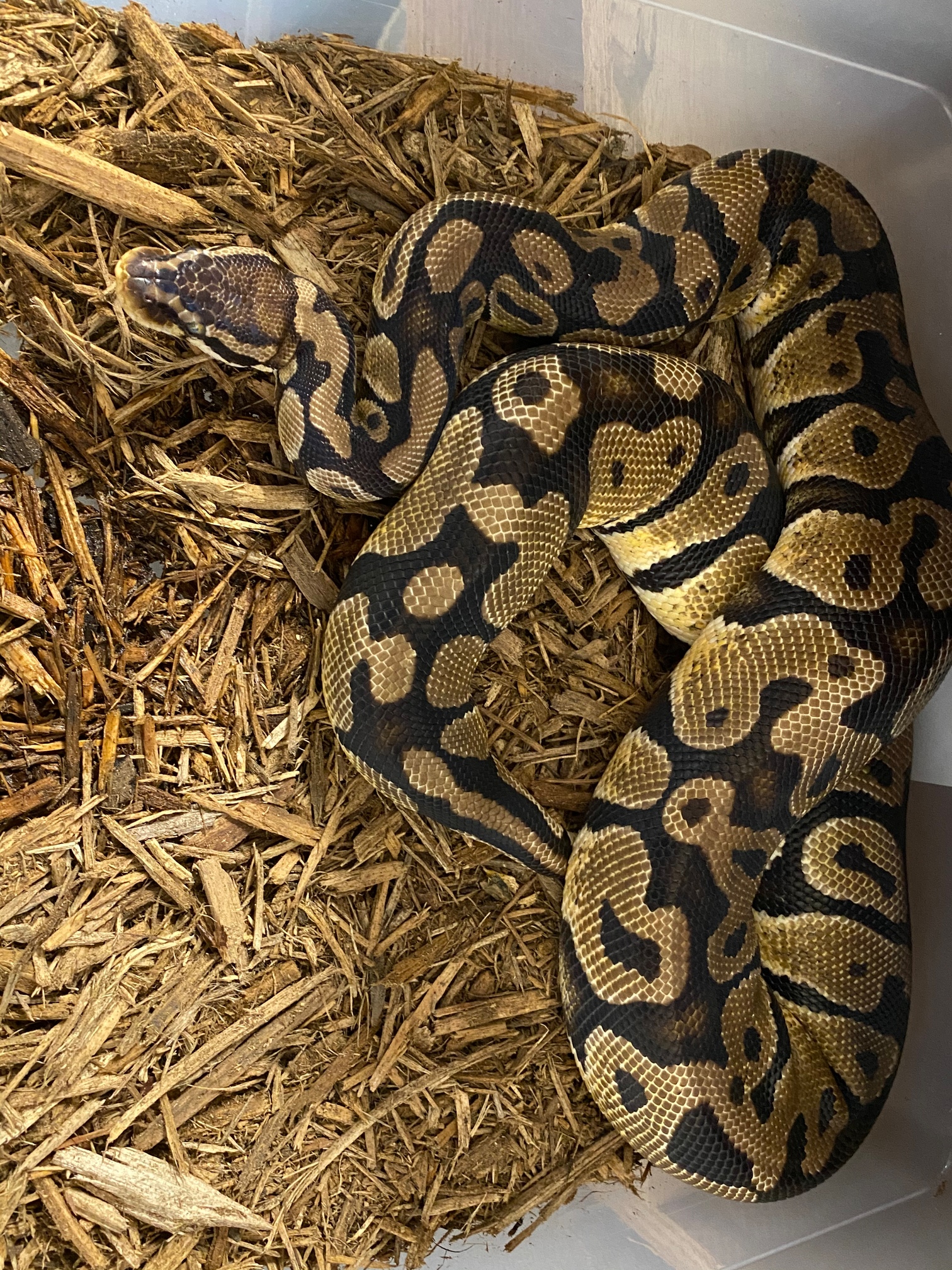 Jungle Woma Ball Python by Trails End Reptiles