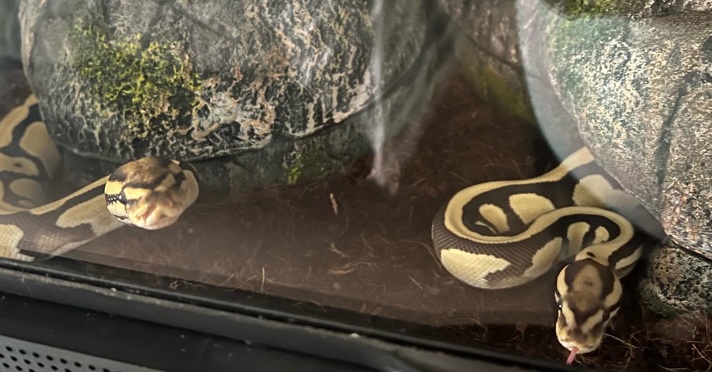 On Ball Python Cohabitation - #187 by trs_royals - Ball Pythons ...