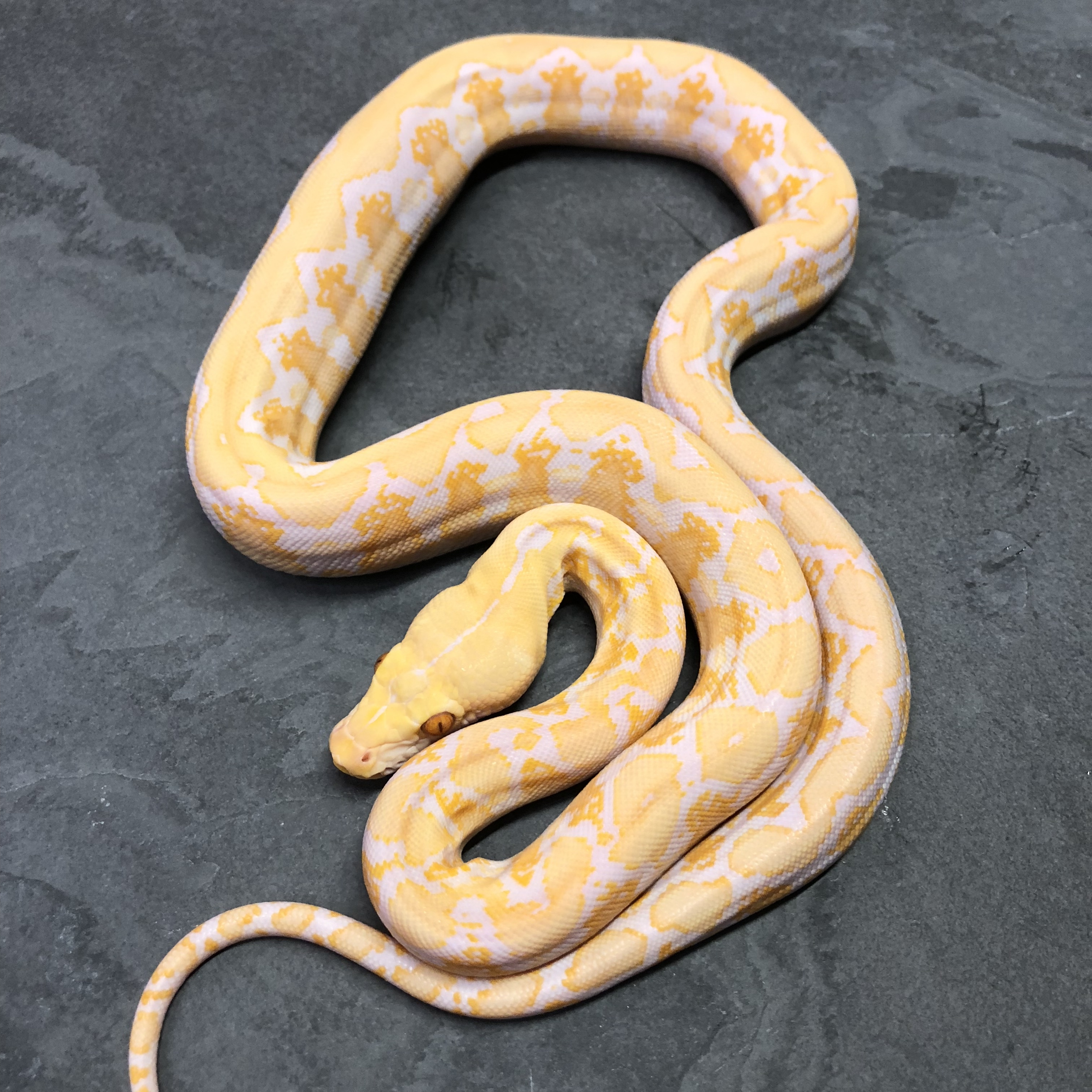 Blonde Reticulated Python by Russell Dabritz