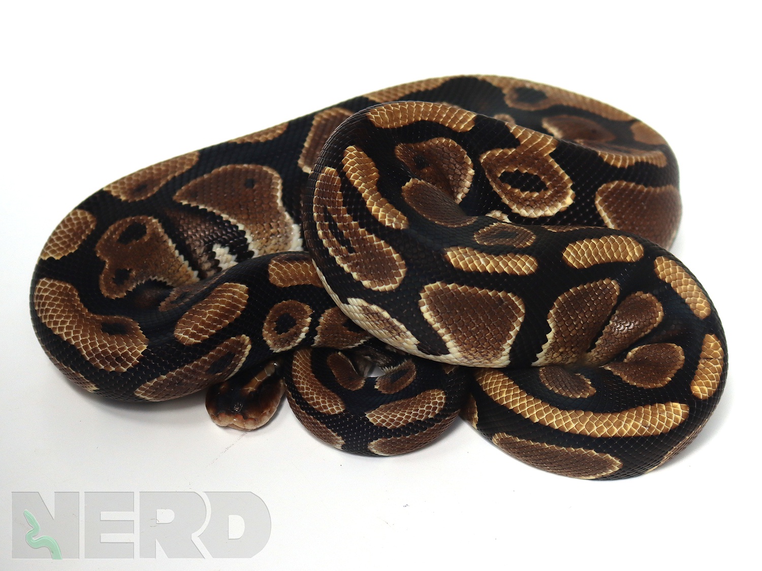 Gene X Poss Het Pied Ball Python by New England Reptile Distributors