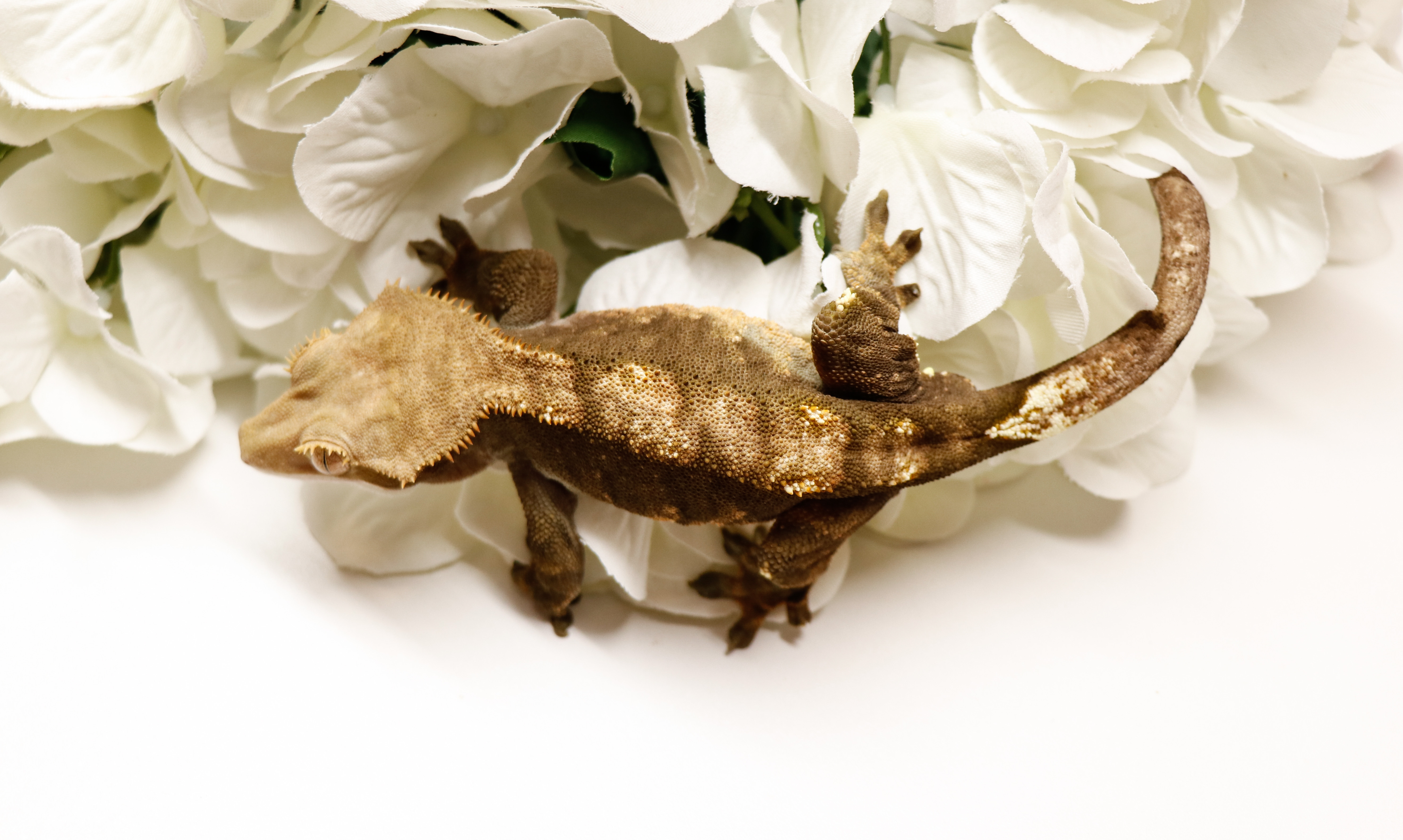 Harlequin Crested Gecko by KBK Reptiles
