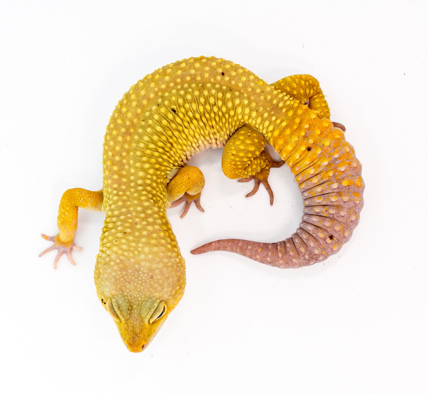 Murphy’s Patternless Carrot Tail Paradox Leopard Gecko by Rhac N Roll
