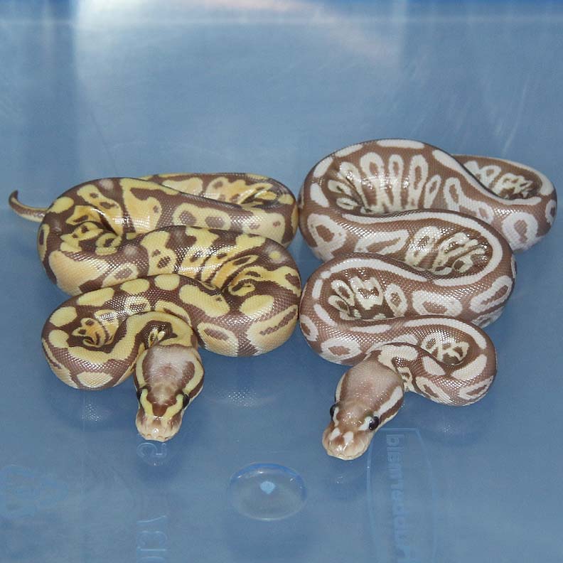 Pastel Maple Ball Python next to a Pastel HRA by Corey Woods
