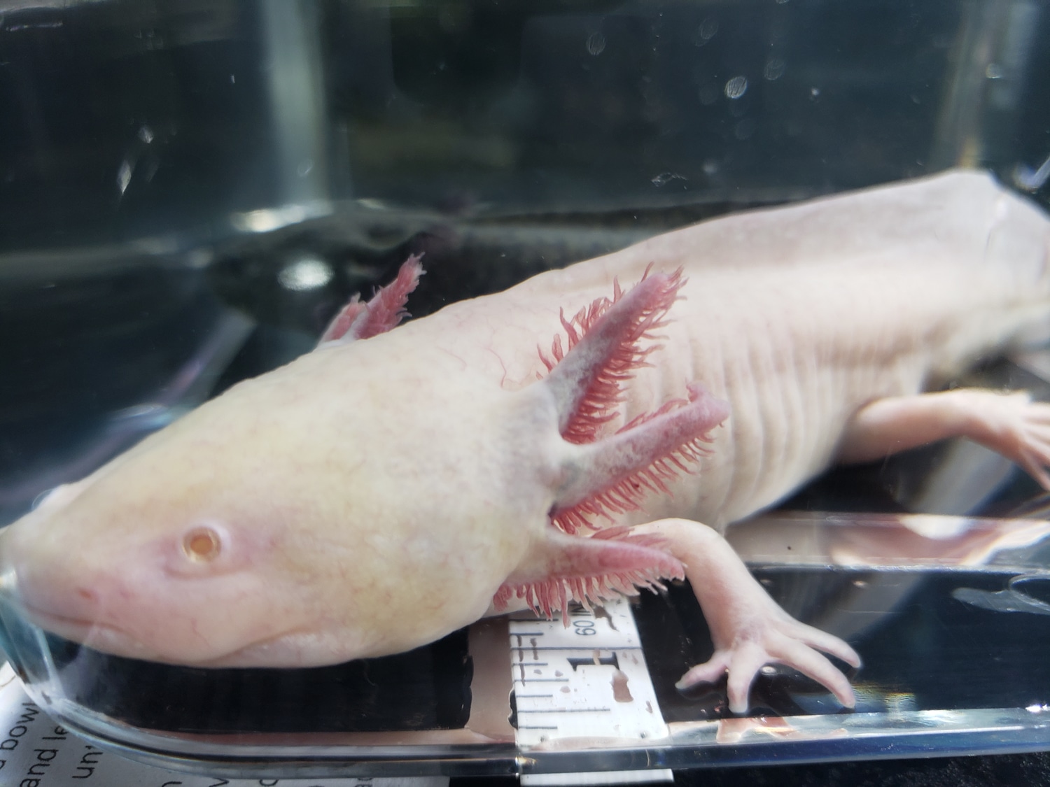 Male Gfp Albino Axolotl by Lotl Underdog Rescue