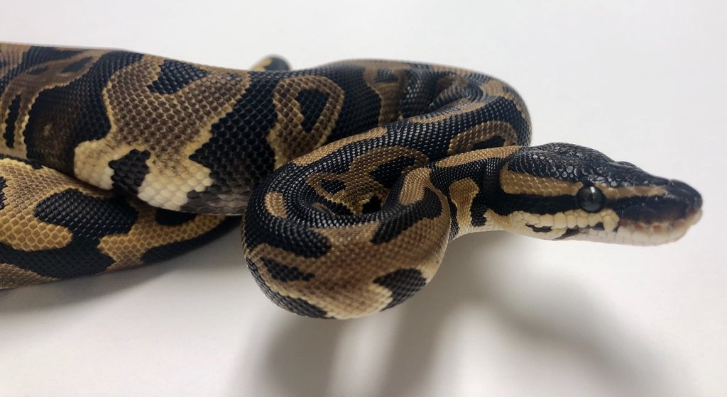 Leopard Ball Python by BHB Reptiles