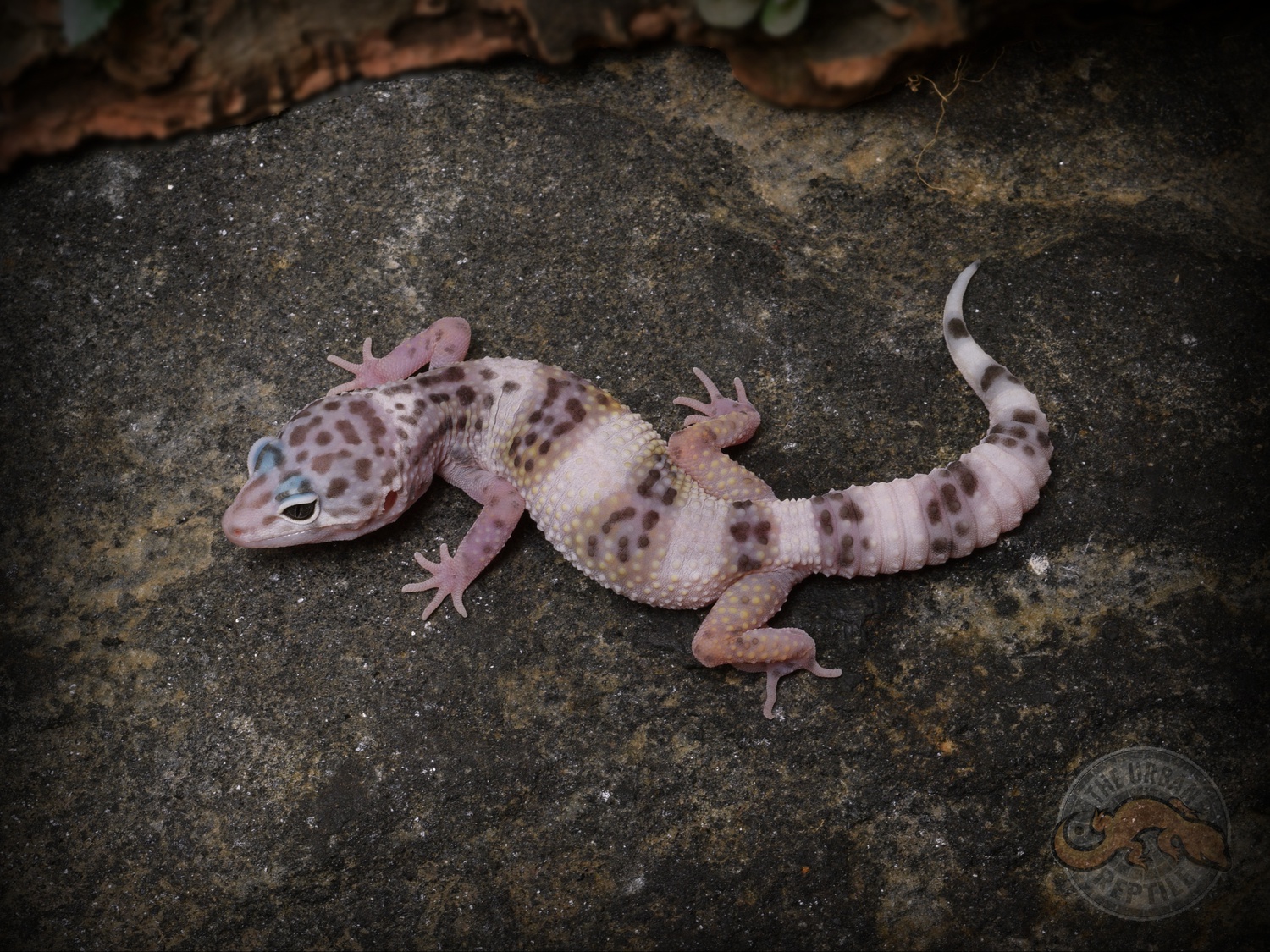 TUG Snow Leopard Gecko by The Urban Reptile