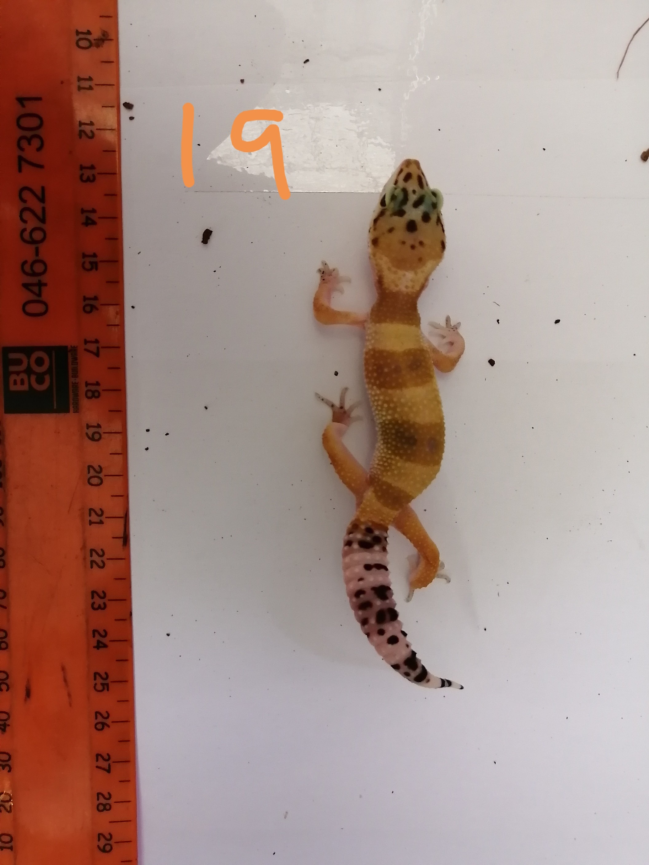 Super-Hypo Leopard Gecko by East Cape Pets