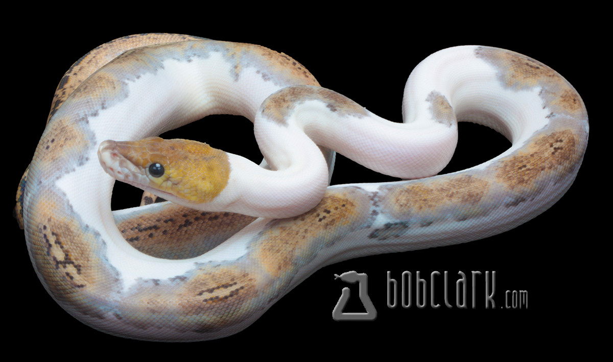 Pied Reticulated Python by Bob Clark Reptiles