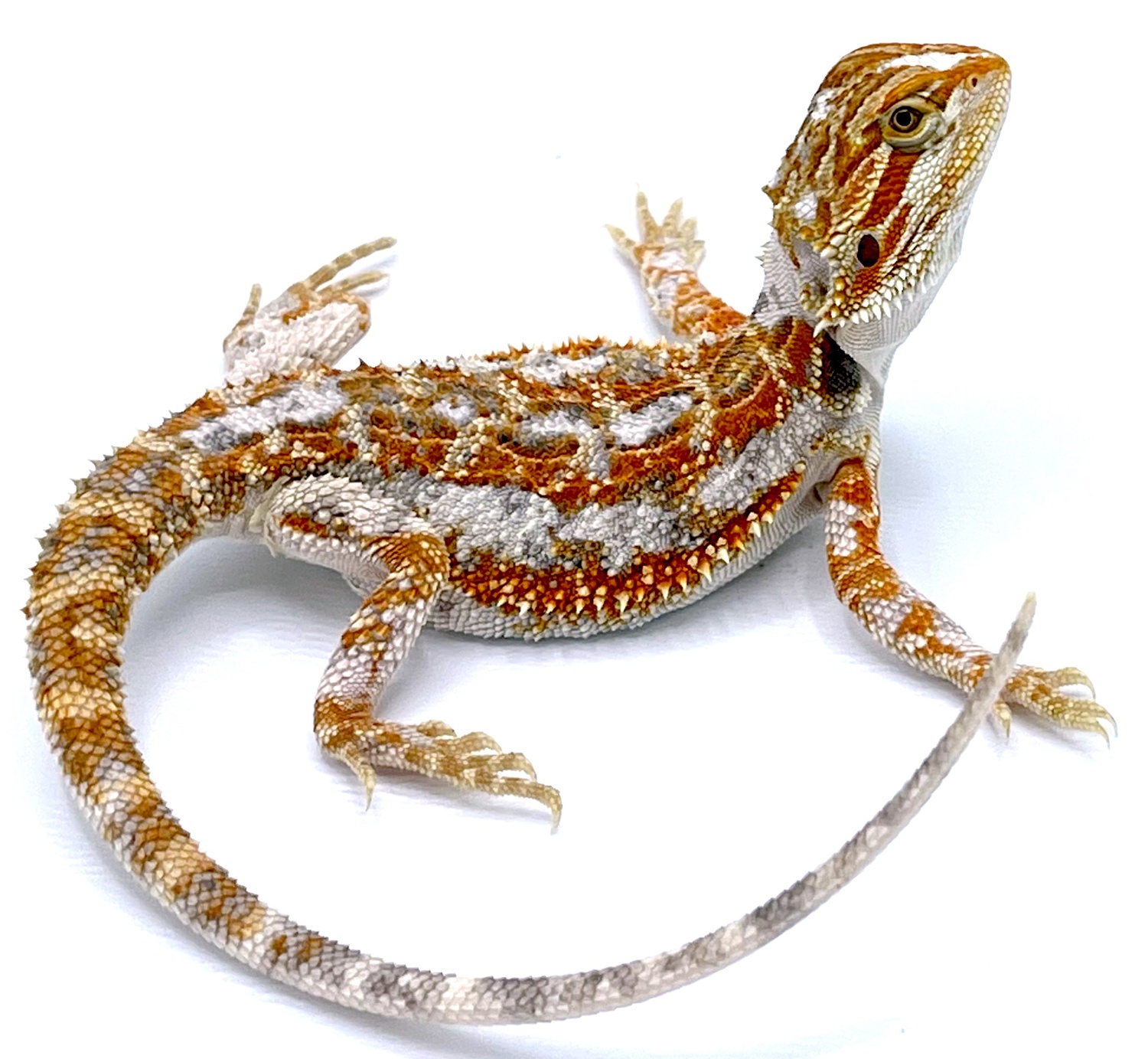 Paradox Bearded Dragon Central Bearded Dragon by Reptile Pets Direct