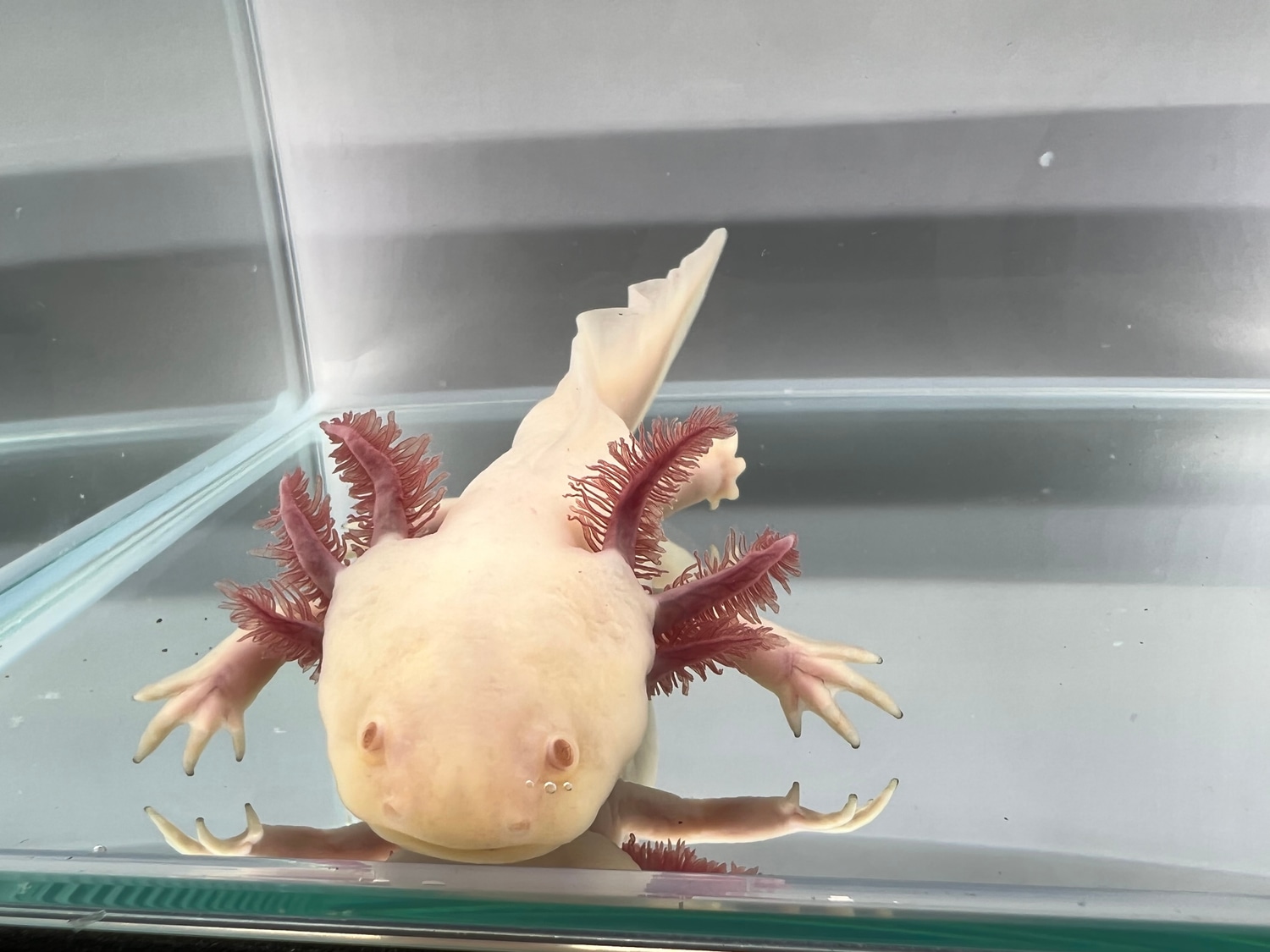 Melanoid Albino Axolotl by Ostol Axolotls