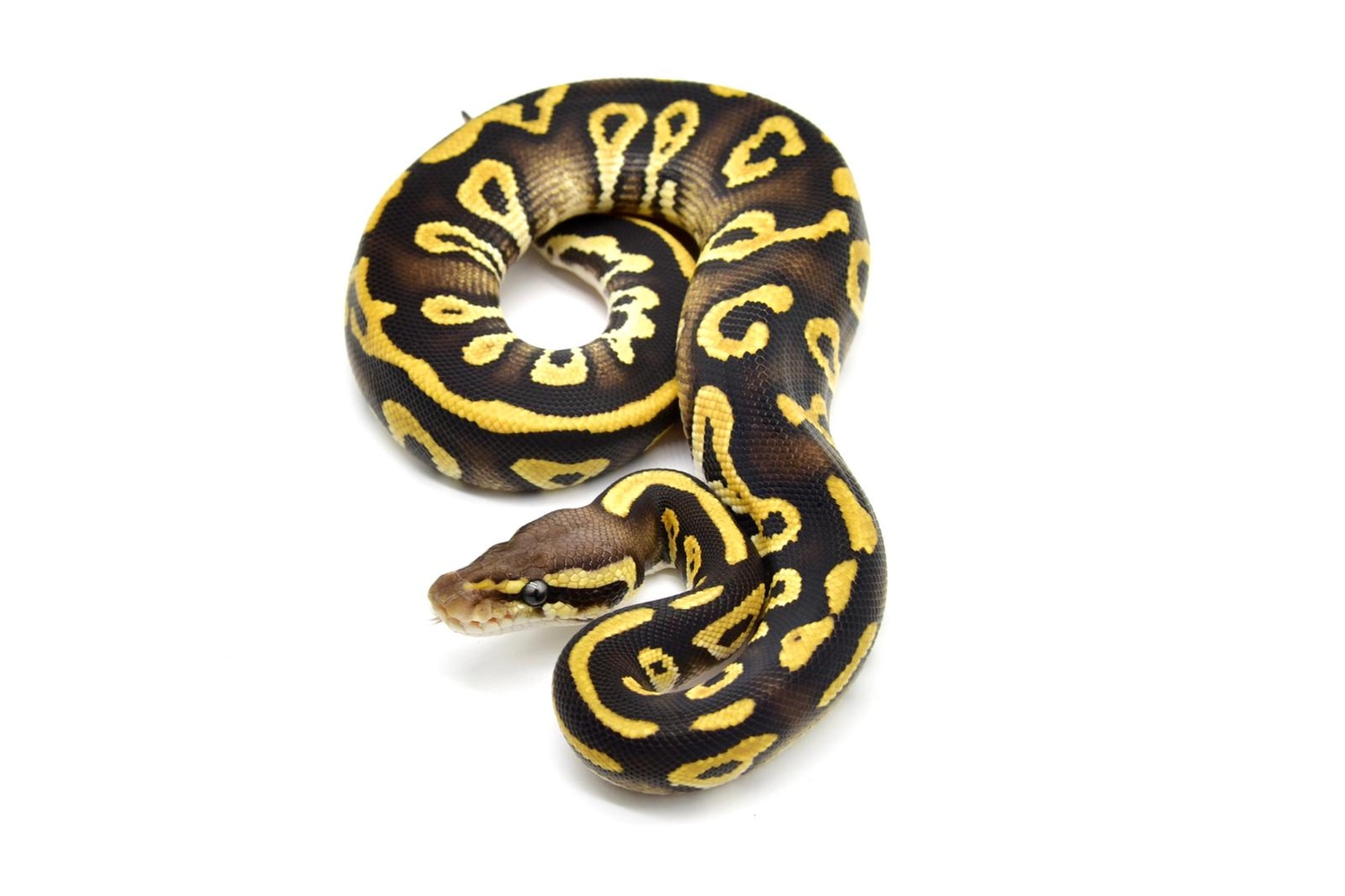 Saar Pastel Mojave Ball Python by Wampyballs